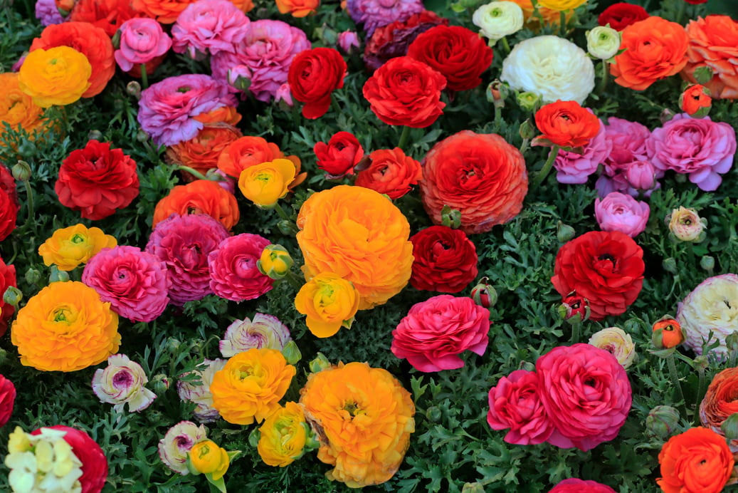 Colorful Flowers in the Garden